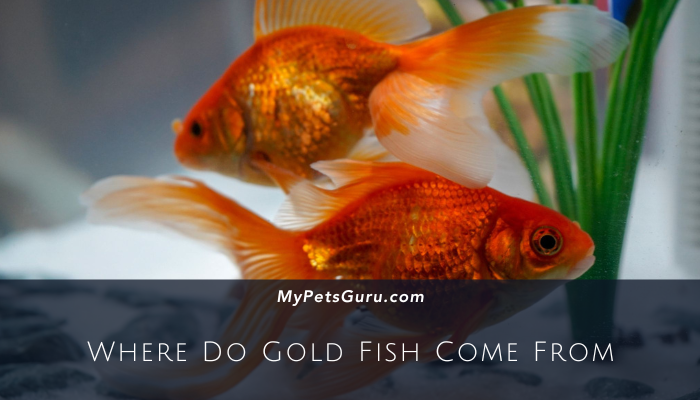 Where Do Gold Fish Come From