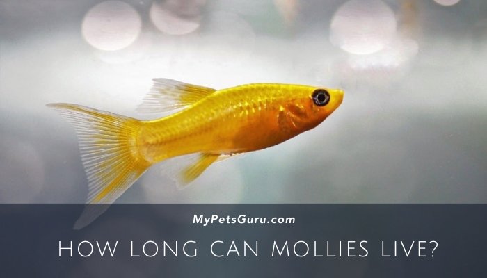 How Long Can Mollies Live?