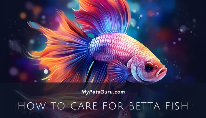 How To Care For Betta Fish