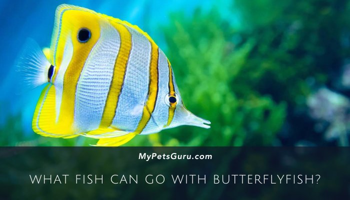 What fish can go with Butterflyfish?
