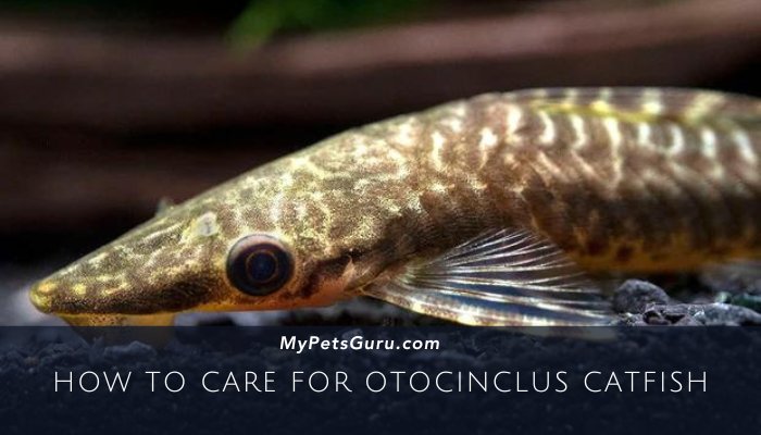 How To Care For Otocinclus Catfish