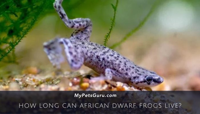 How long can African Dwarf Frogs live?