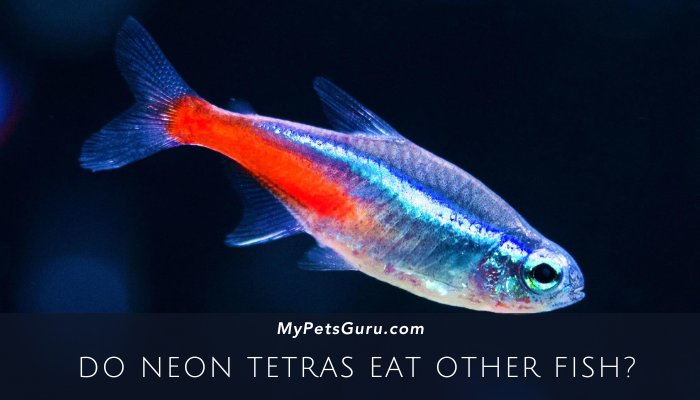 Do Neon Tetras eat other fish?