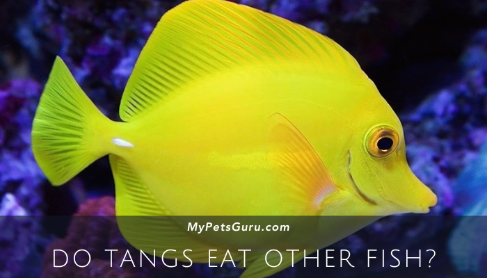 Do Tangs eat other fish?