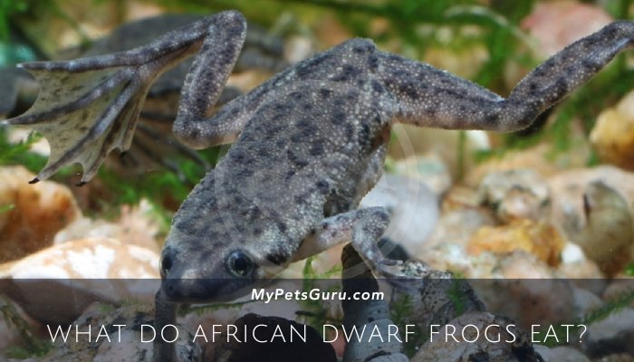 What Do African Dwarf Frogs Eat (1)