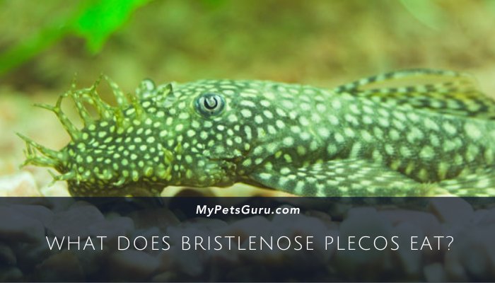 What Does Bristlenose Plecos Eat