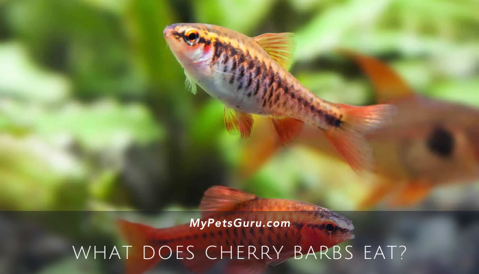 What Does Cherry Barbs Eat