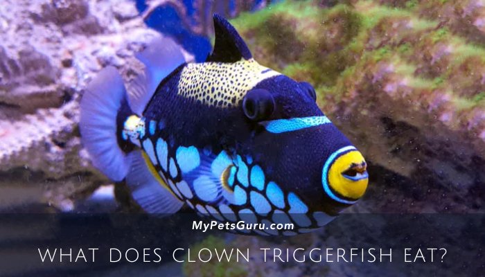 What Does Clown Triggerfish Eat?