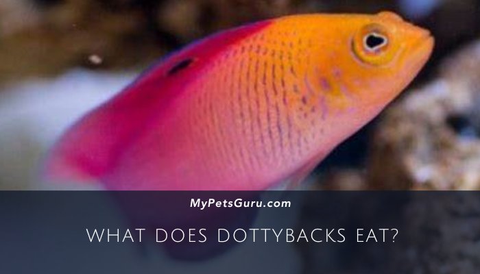 What Does Dottybacks Eat
