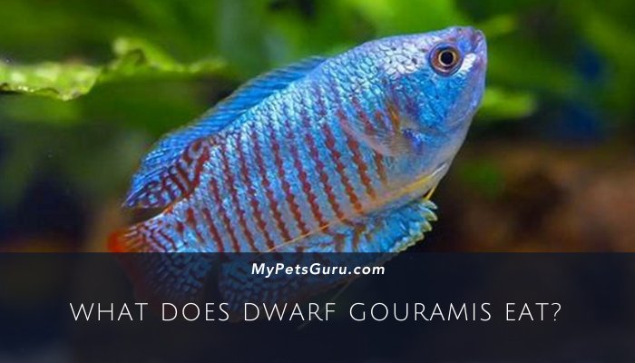 What Does Dwarf Gouramis Eat