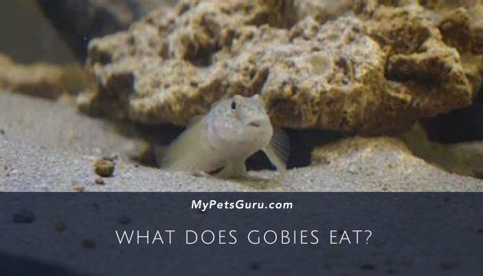 What Does Gobies Eat?