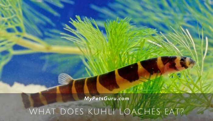 What Does Kuhli Loaches Eat