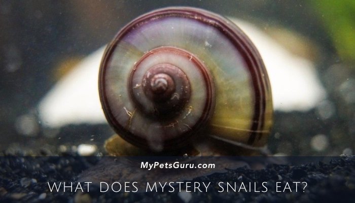 What Does Mystery Snails Eat
