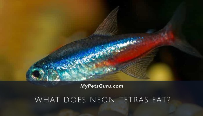 What Does Neon Tetras Eat?