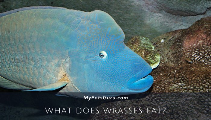 What Does Wrasses Eat?