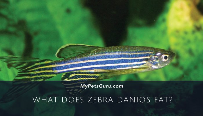 What Does Zebra Danios Eat