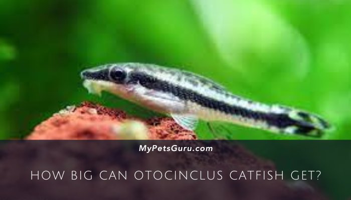 How Big Can Otocinclus Catfish Get?