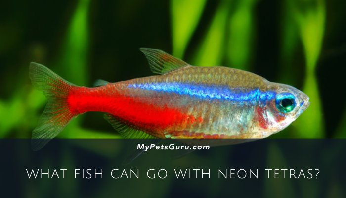 What Fish Can Go With Neon Tetras?