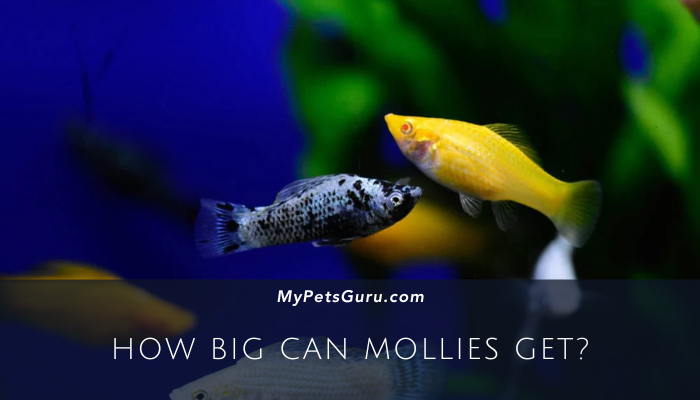 How Big Can Mollies Get?