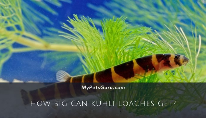 How Big Can Kuhli Loaches Get?