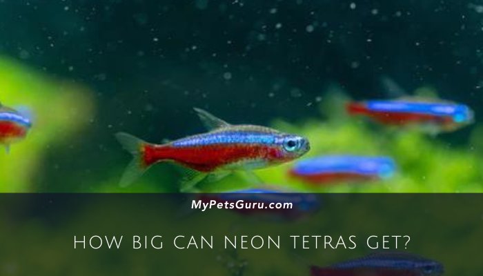 How Big Can Neon Tetras Get?