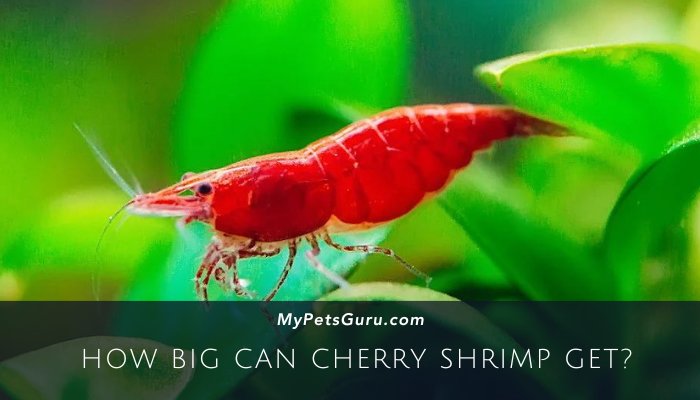 How Big Can Cherry Shrimp Get?