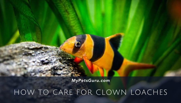 How to care for Clown Loaches