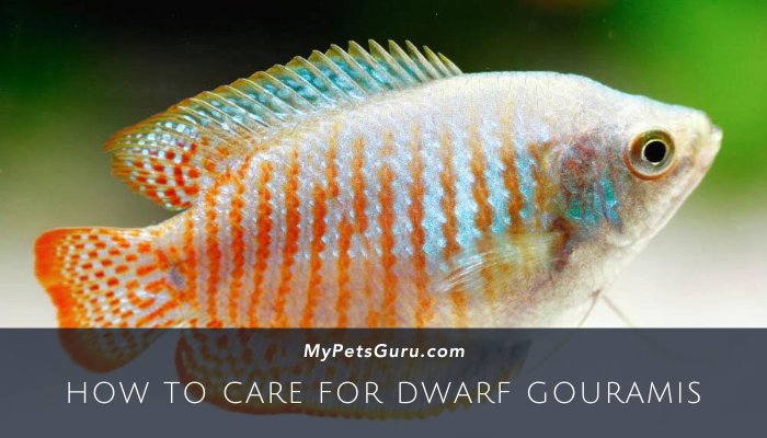 How to care for Dwarf Gouramis