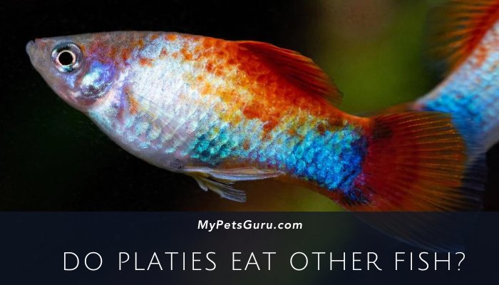 Do Platies eat other fish?