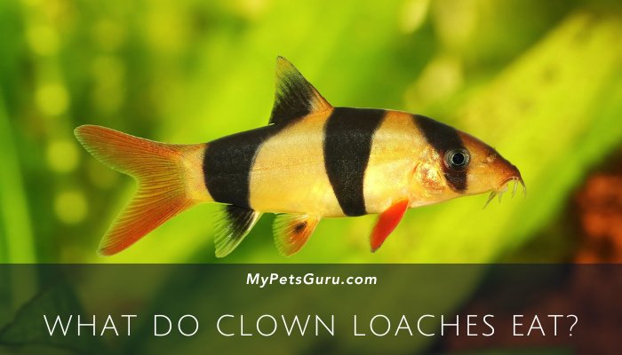What Do Clown Loaches Eat