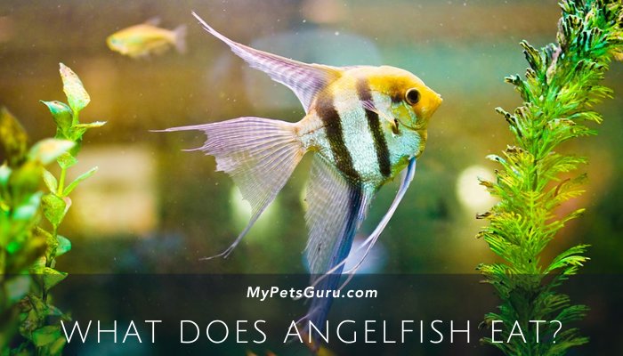 What Does Angelfish Eat