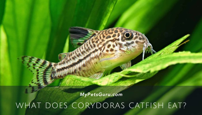 What Does Corydoras Catfish Eat?