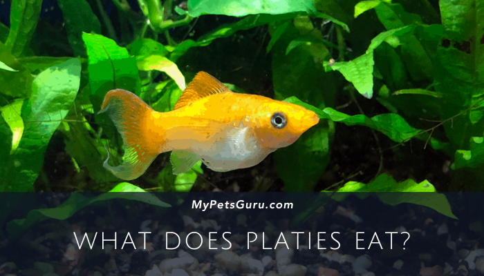 What Does Platies Eat?