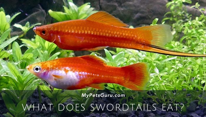 What Does Swordtails Eat