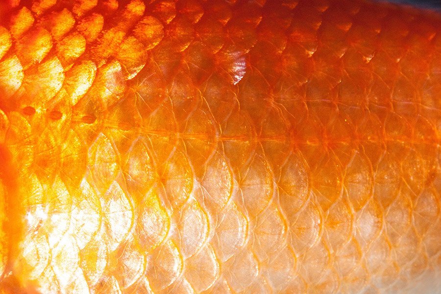 Goldfish scales