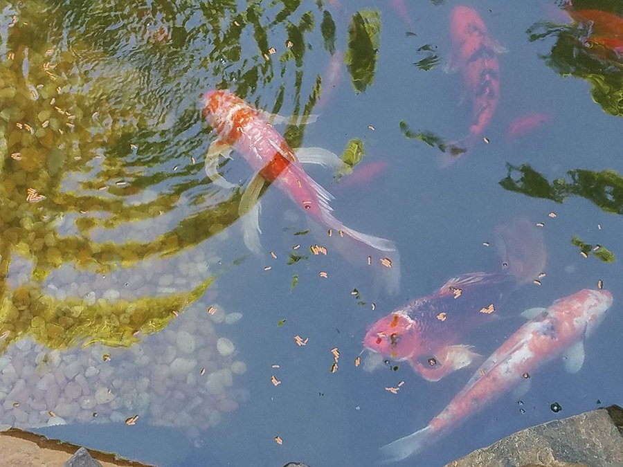 Goldfish eating in a pond