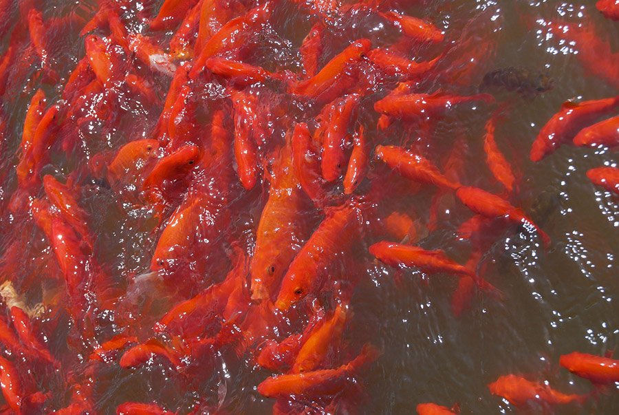 Group of Goldfish