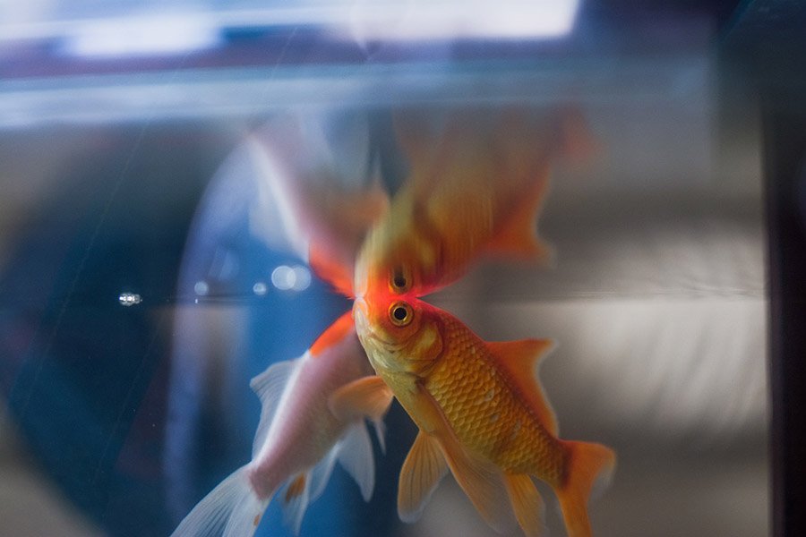 Goldfish tank