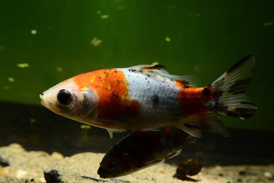 Goldfish in aquarium