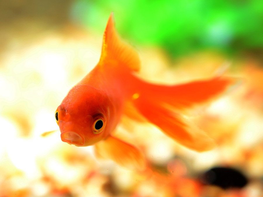 Goldfish