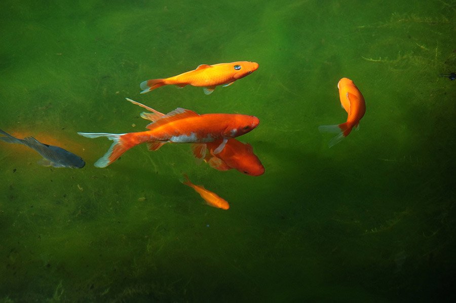 Goldfish in a pond