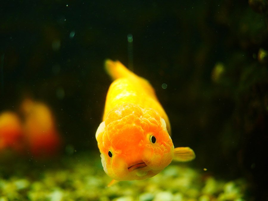 Goldfish portrait