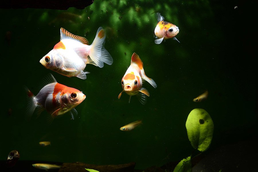 Goldfish tank