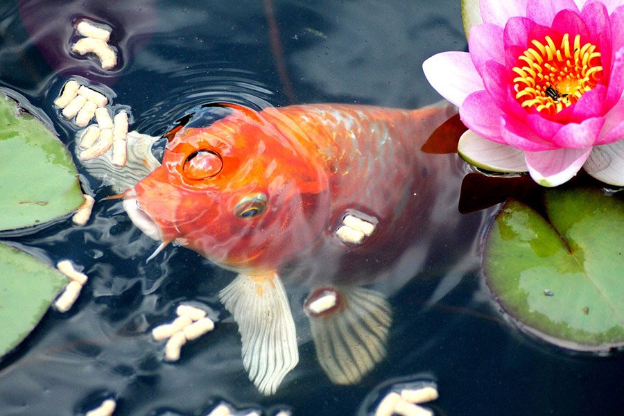 Goldfish eating