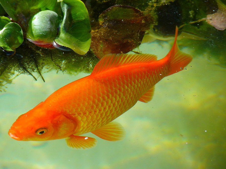 How long do goldfish live