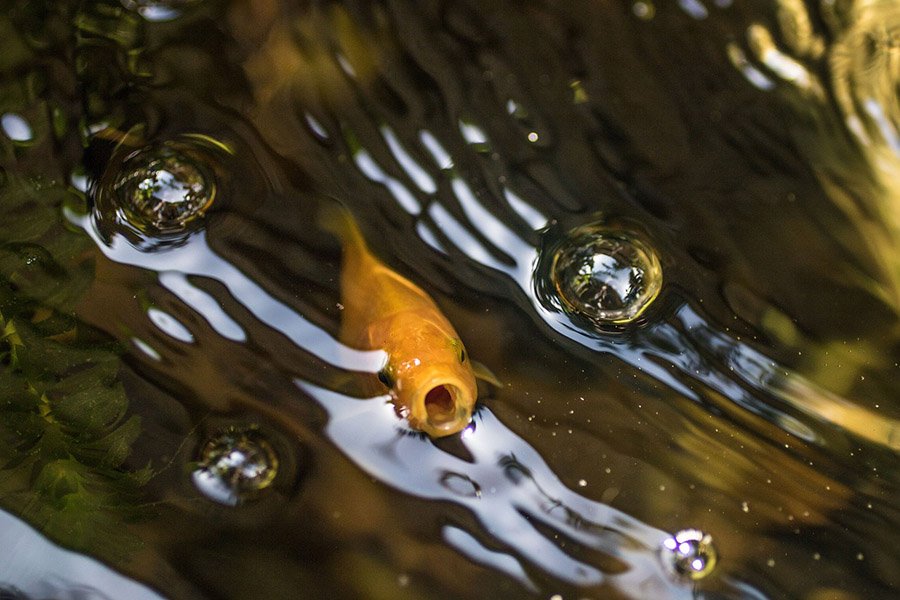 Goldfish eating with open mouth