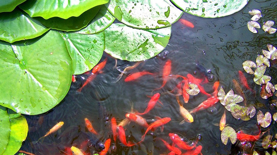 Goldfish in a pond