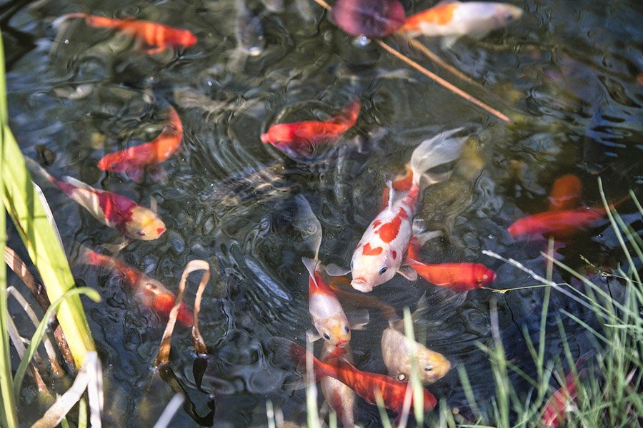 Goldfish in a pond