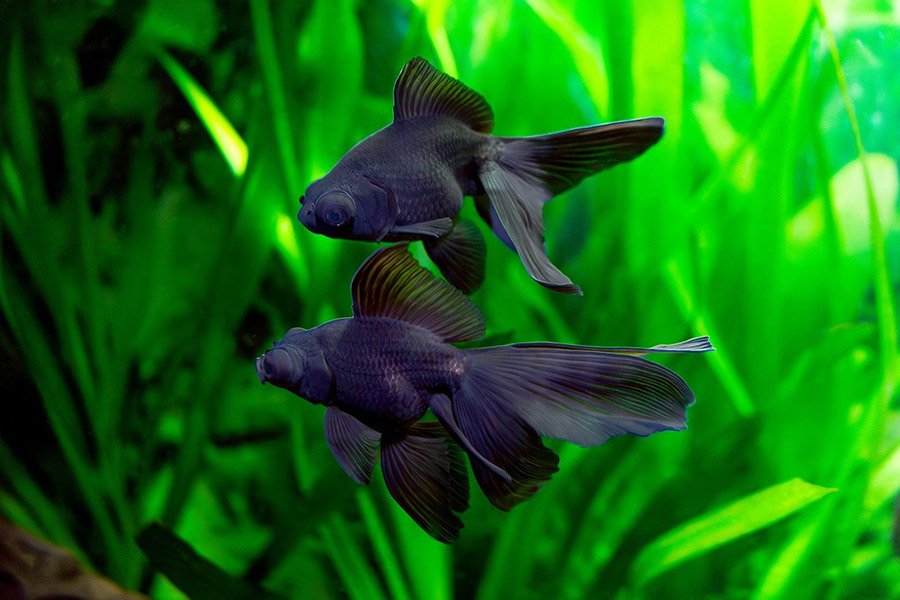 Black Goldfish in tank