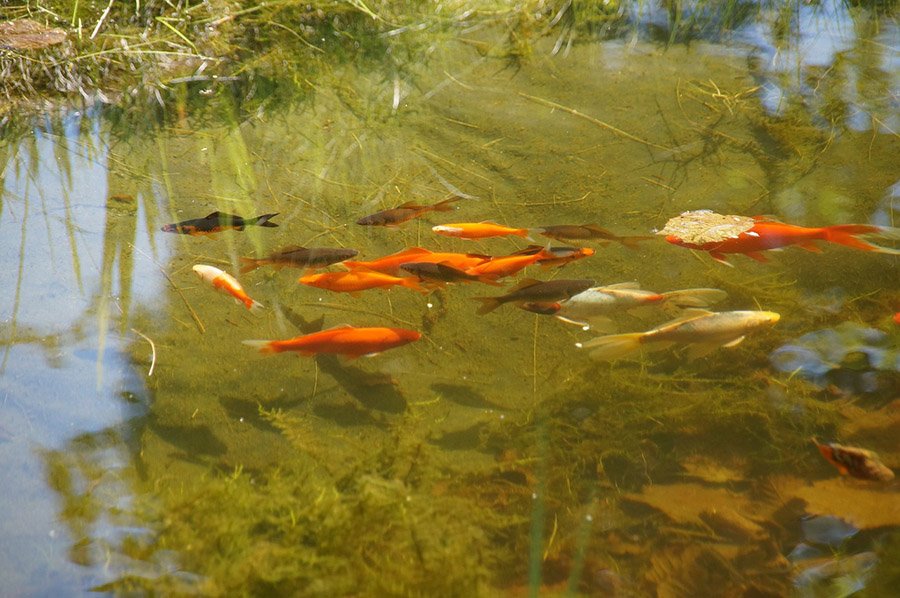 Goldfish in a pond